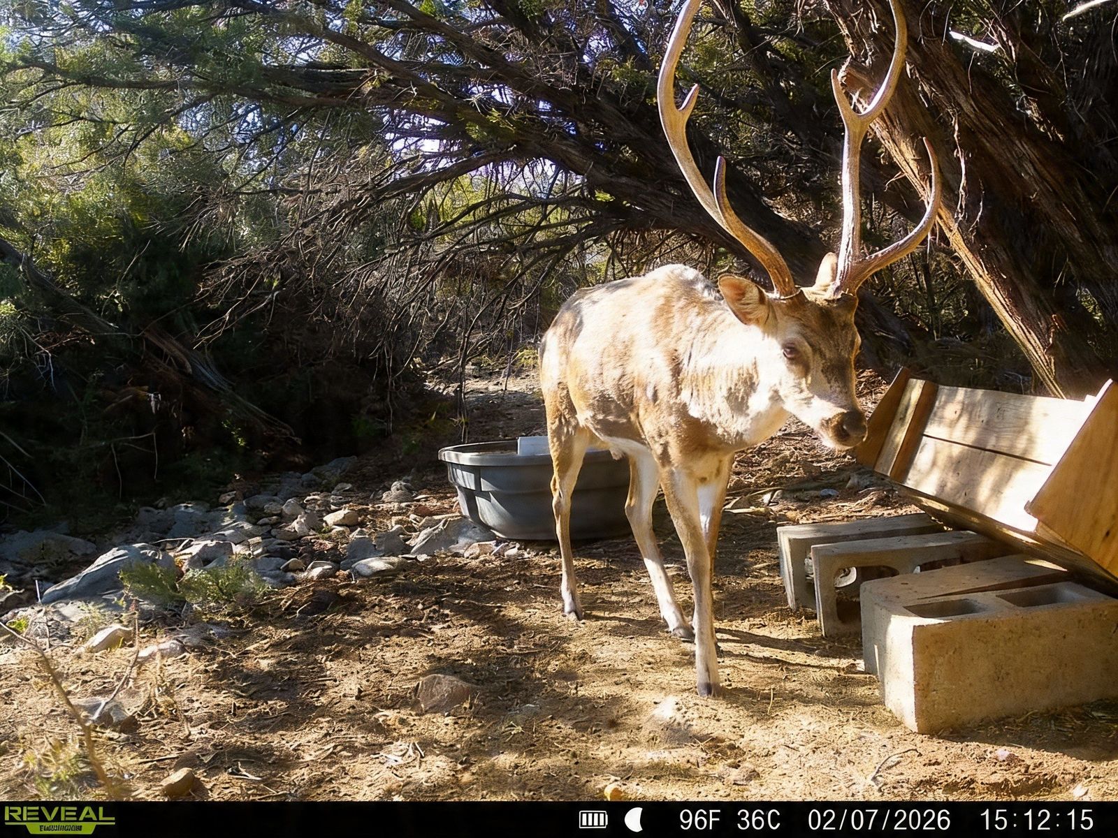 Ranch cam preview